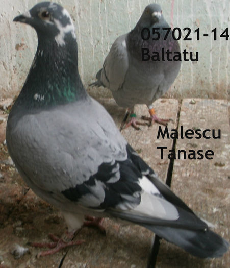 APDC2342 - 2015-Lot Zbor