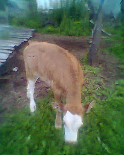 Abea o daduse pe iarba