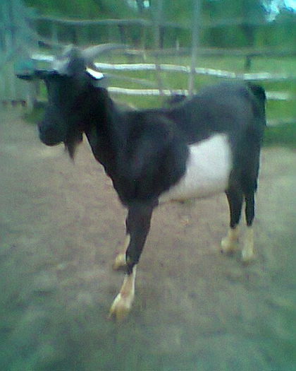 O am pe ea 2tapi si o iada toti 4 ai mei