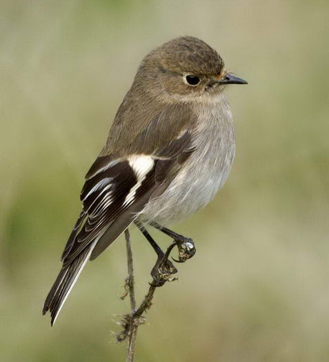 Petroica phoenicea - frumuseti cu aripi