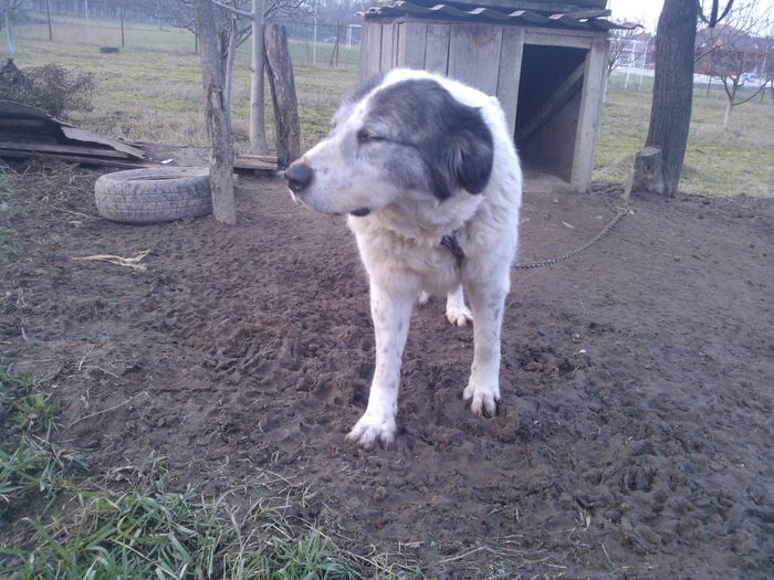 WP_000833 - caini ciobanesti de bucovina care au fost sau sunt in proprietatea mea