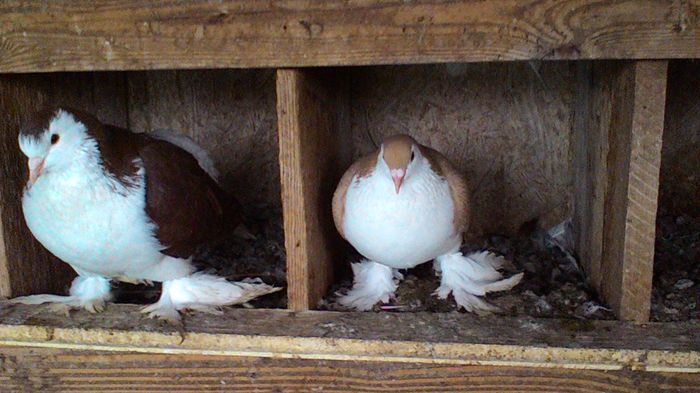 P_20150128_132523 - Porumbei Lahore