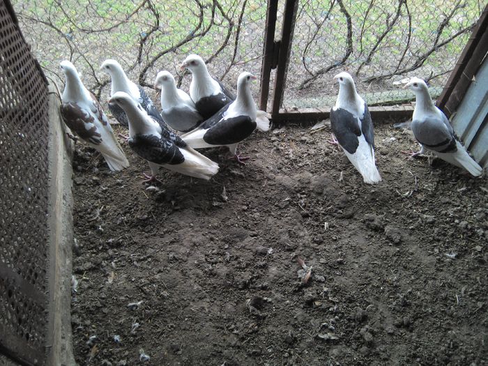 IMG_20150128_131503 - Porumbei Listi