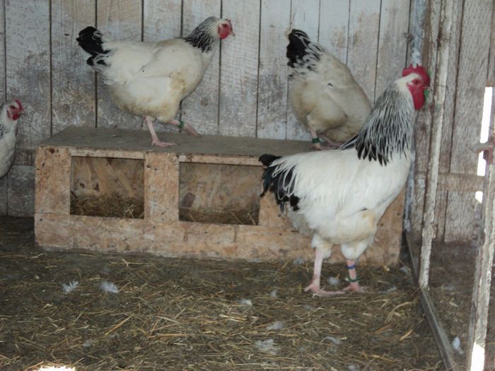 97120209_BBZPOVZ3[1] - 6 - A SUSSEX HERMINAT DESCHIS