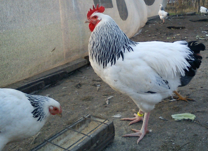 53388515_AJAOLJY2[2] - 6 - A SUSSEX HERMINAT DESCHIS
