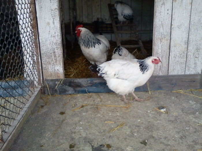 64181094_ICGZHKN3[1] - 6 - A SUSSEX HERMINAT DESCHIS