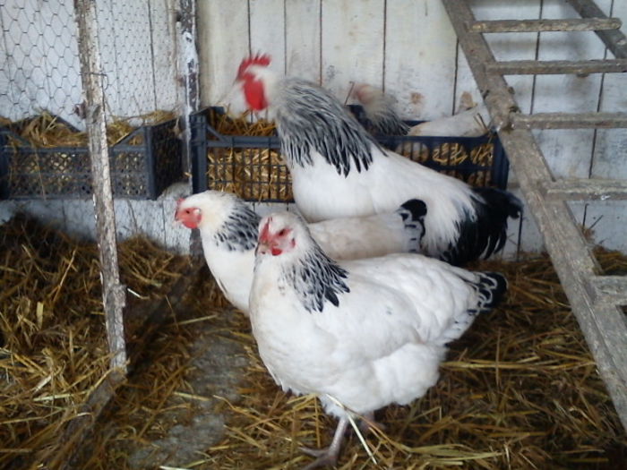 64181147_IZQNCEI[1] - 6 - A SUSSEX HERMINAT DESCHIS