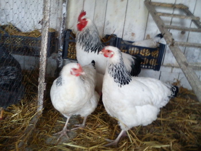 64181162_WKCFZMC3[3] - 6 - A SUSSEX HERMINAT DESCHIS