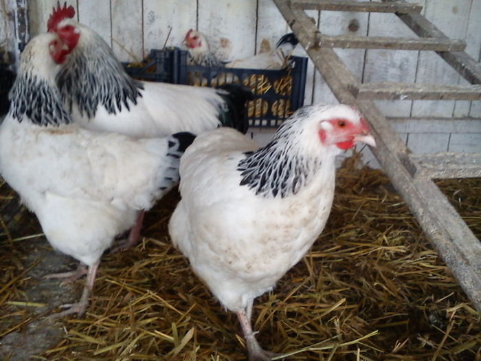 64181168_MCJIQTU3[2] - 6 - A SUSSEX HERMINAT DESCHIS