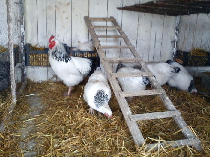64181189_WAWRMDQ[2] - 6 - A SUSSEX HERMINAT DESCHIS