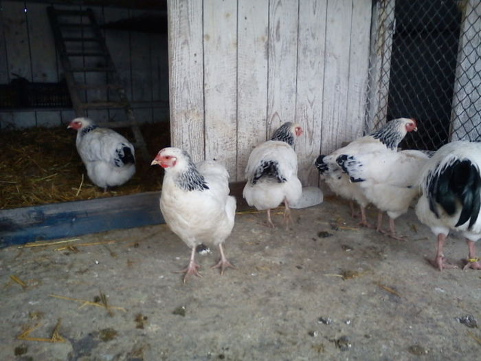 64183198_PMHMHPQ3[2] - 6 - A SUSSEX HERMINAT DESCHIS