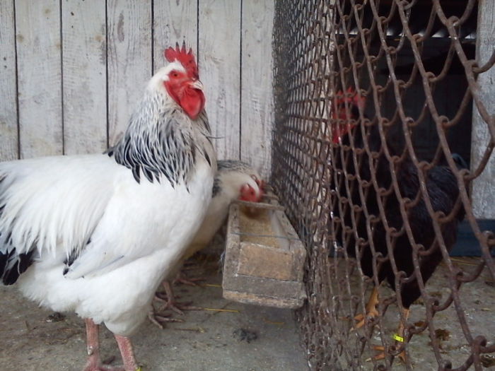 64183216_ZYMGVDE3[2] - 6 - A SUSSEX HERMINAT DESCHIS