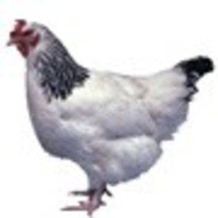95853508_LEJVHQB[1] - 6 - A SUSSEX HERMINAT DESCHIS