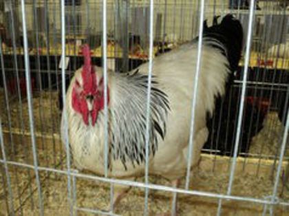 95853653_REUEZYI[1] - 6 - A SUSSEX HERMINAT DESCHIS