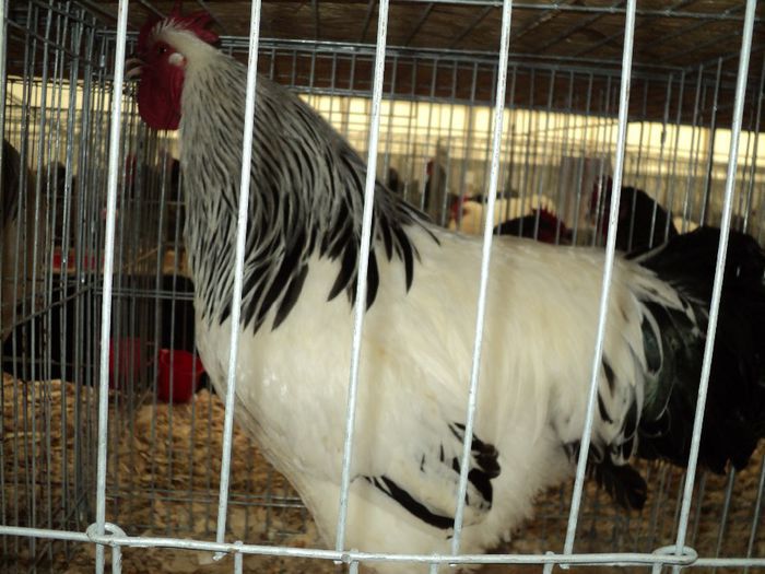 95855701_PUHKEEU3[1] - 6 - A SUSSEX HERMINAT DESCHIS