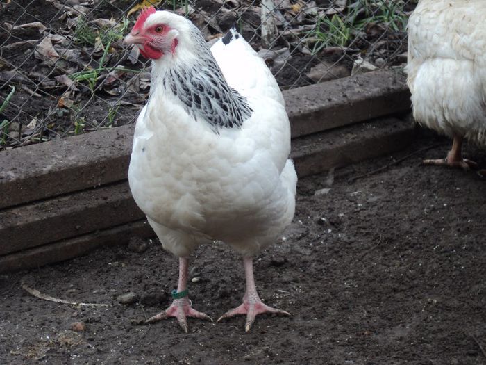 95855829_GAGWAGI3[2]