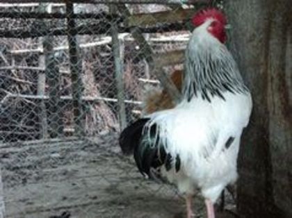 95855913_UYFENHK[1] - 6 - A SUSSEX HERMINAT DESCHIS