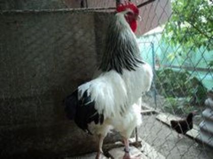 95855992_TQGVRYI[2] - 6 - A SUSSEX HERMINAT DESCHIS