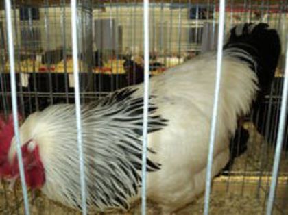 95856093_GMJLKWU3[1] - 6 - A SUSSEX HERMINAT DESCHIS
