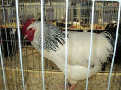 95856097_LKDOCIL[2] - 6 - A SUSSEX HERMINAT DESCHIS