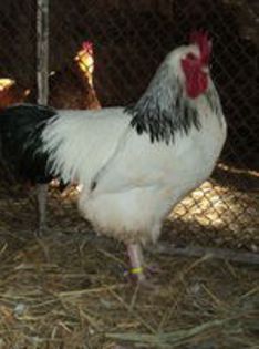 95856217_TZSKFFT[1] - 6 - A SUSSEX HERMINAT DESCHIS
