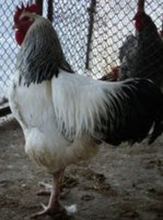 95856219_DTXJCDJ3[1]