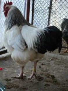 95856220_KEIWLRN[2] - 6 - A SUSSEX HERMINAT DESCHIS