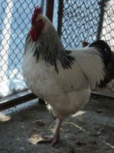 95856221_XANZXWN3[1]