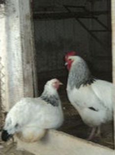 95856225_LZQFZGO3[1] - 6 - A SUSSEX HERMINAT DESCHIS