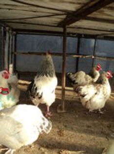 95856226_KJWLPHH[1] - 6 - A SUSSEX HERMINAT DESCHIS