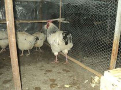 95856236_TFLMPXX3[1]