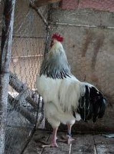 95856248_LMHDFOP3[2]