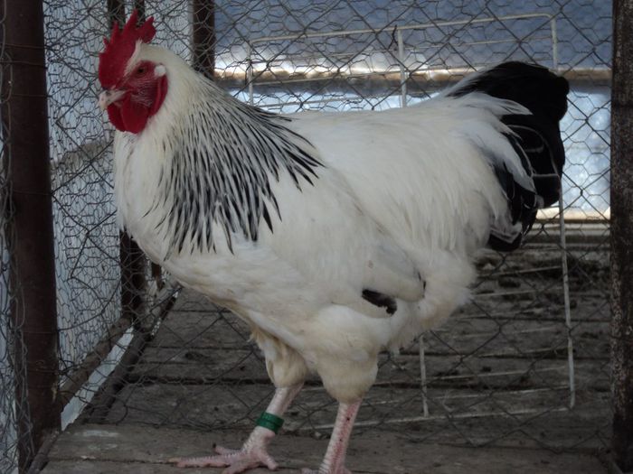 97120407_PDDWQIS3[1] - 6 - A SUSSEX HERMINAT DESCHIS