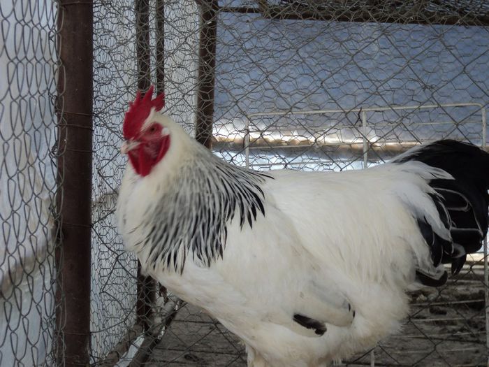 97120409_KEUFYBW3[1] - 6 - A SUSSEX HERMINAT DESCHIS