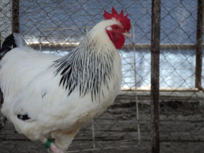 97120410_XUYTCXB3[3] - 6 - A SUSSEX HERMINAT DESCHIS