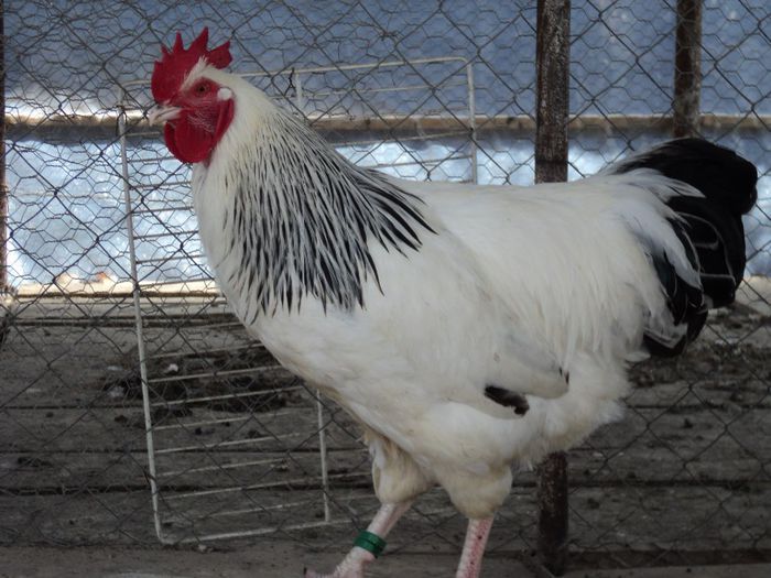 97120411_LZSJCFN[2] - 6 - A SUSSEX HERMINAT DESCHIS