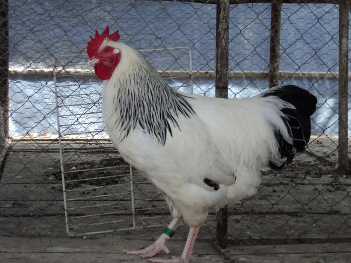 97120415_YPKINXH3[1]