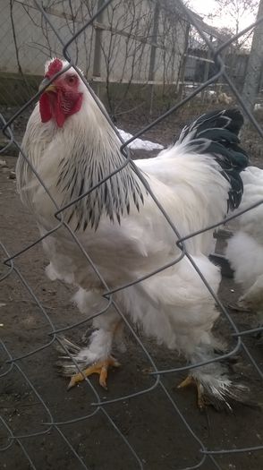 cocos - Brahma Herminat Deschis