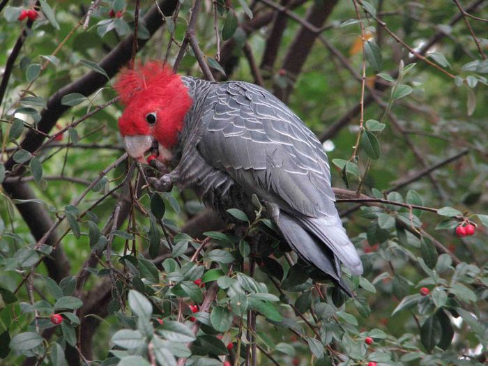 Callocephalon fimbriatum