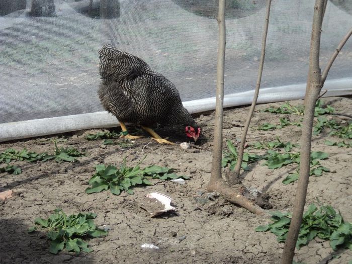 97119924_WEFVXAL3[2]