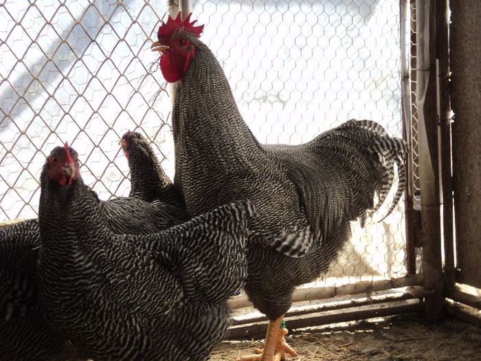 97119967_CNVYLUH3[1]