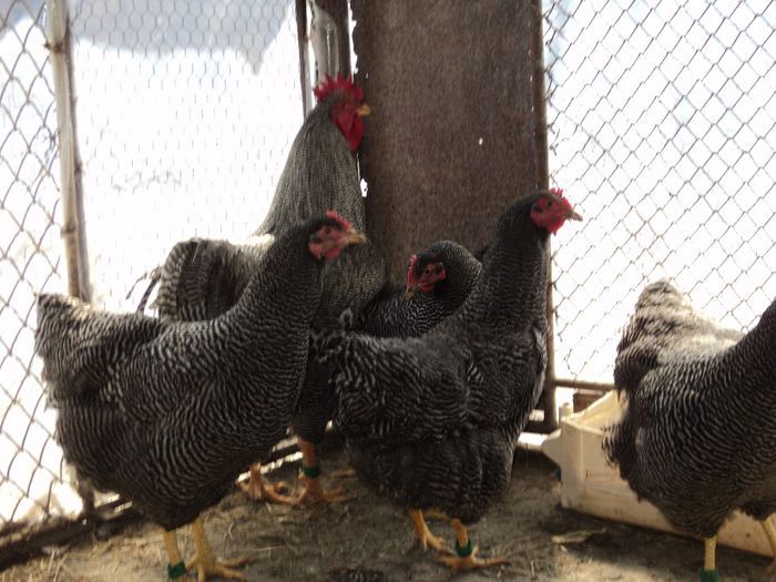 97119968_VQJLHAG3[1]