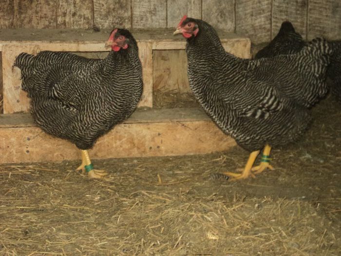 97119976_VUXWEGB3[2]