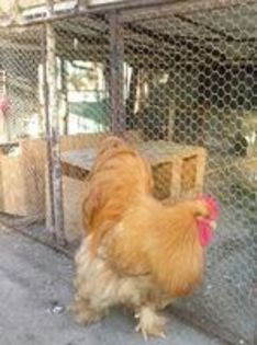 95600166_ETGGFPD3[1]