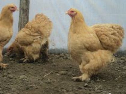 95600174_URFMMUU3[1]