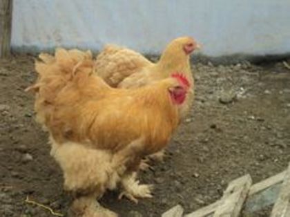 95600180_NDFYHQC3[1]