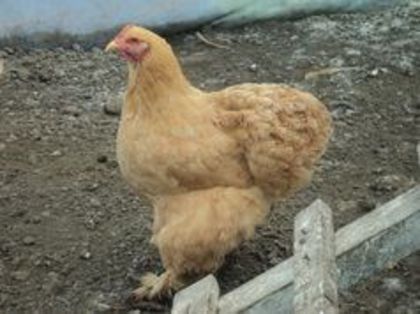 95600182_CHTHNPW3[1]