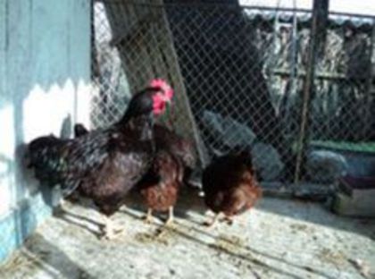 95794769_UUZAMVP3[1]