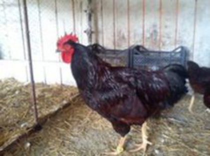 95794773_VTKGGFT3[1]