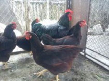 95794774_BHUAIZR3[1]